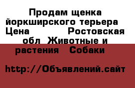 Продам щенка йоркширского терьера › Цена ­ 5 000 - Ростовская обл. Животные и растения » Собаки   